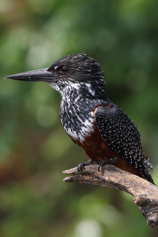 Птица зимородок с острым клювом сидит на ветке 