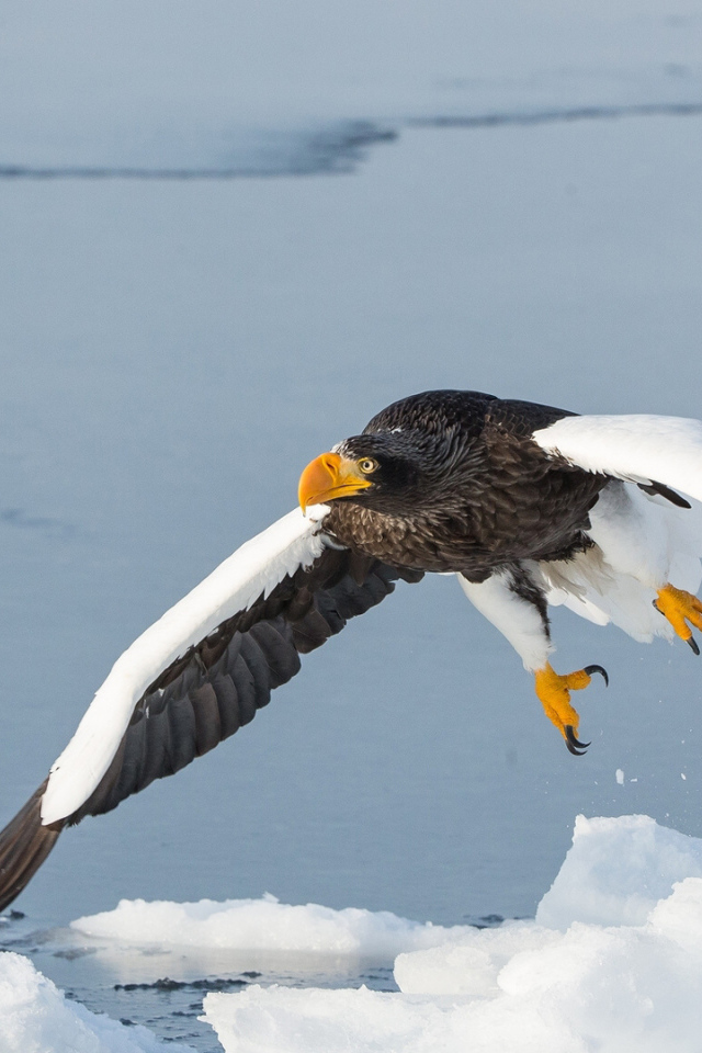 Большая хищная птица над заледеневшей рекой
