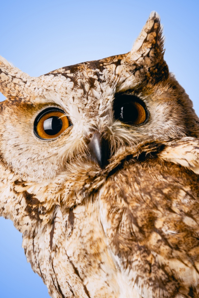 Большая серая сова на голубом фоне