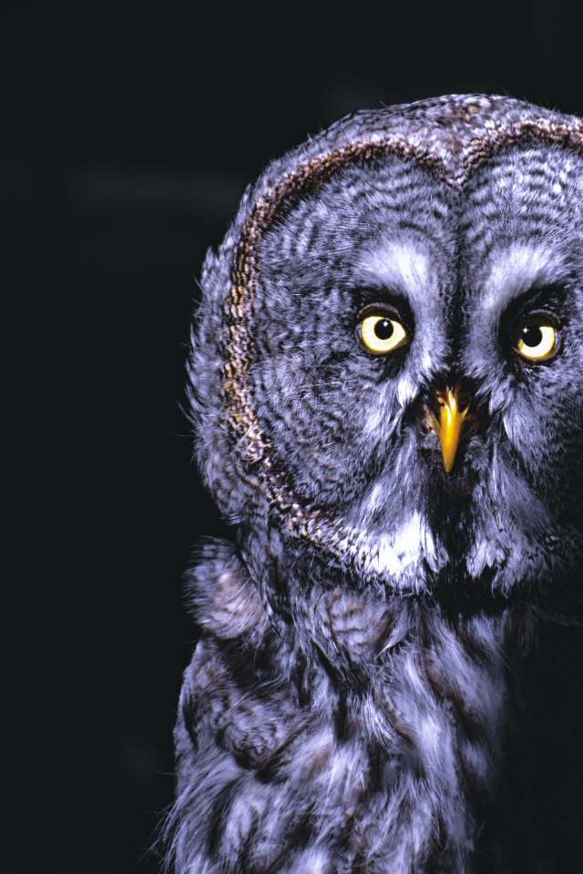 Большая серая сова с желтыми глазами на ветке ночью 