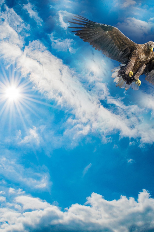 Большой хищный беркут в голубом небе