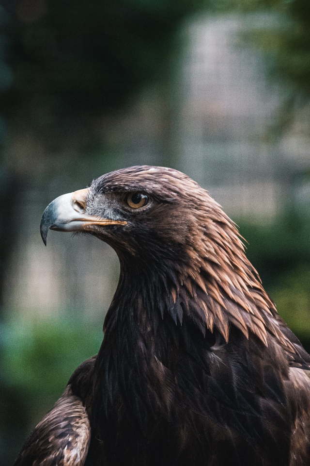 Большой хищный беркут с острым клювом