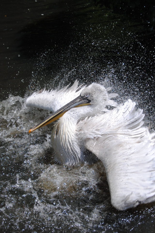 Большой белый пеликан плескается в воде 