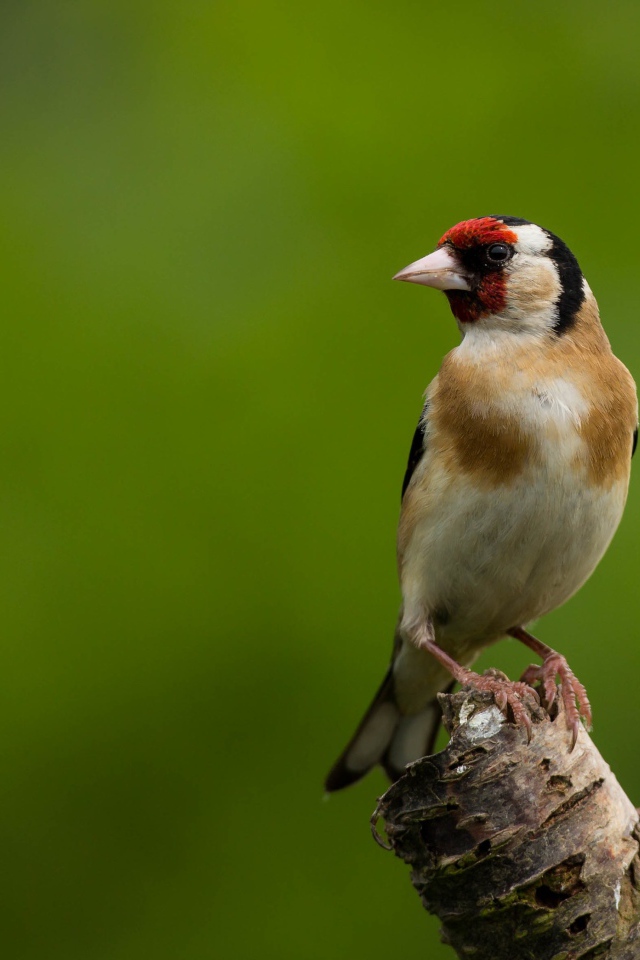 Маленькая птичка сидит на ветке дерева на зеленом фоне