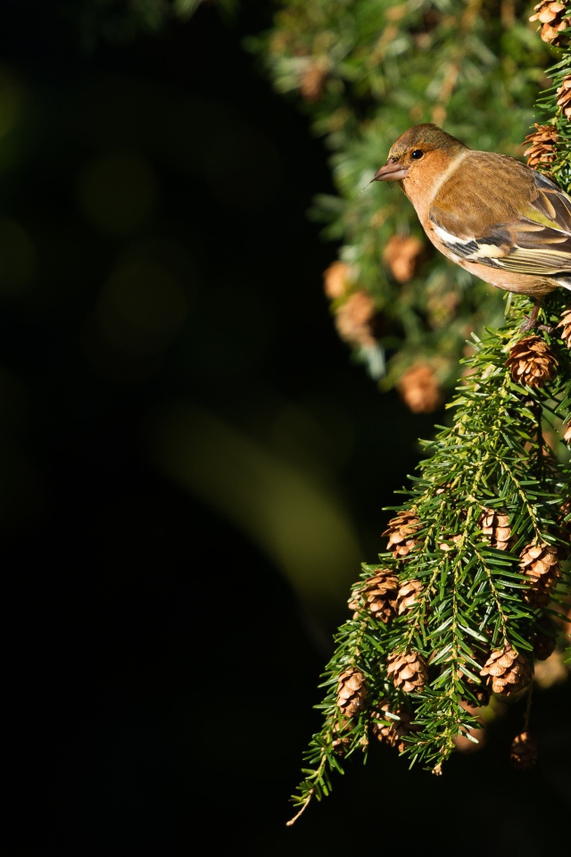 Маленькая птичка сидит на зеленой ветке ели