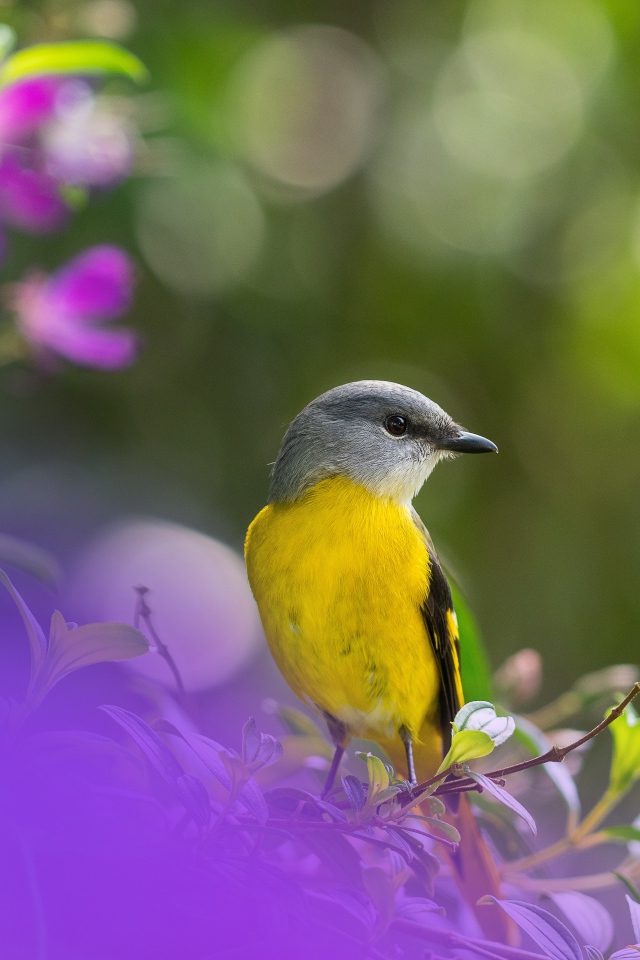Маленькая птичка сидит на ветке дерева 