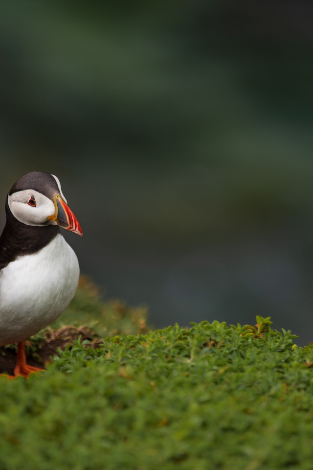Маленький тупик на зеленой траве