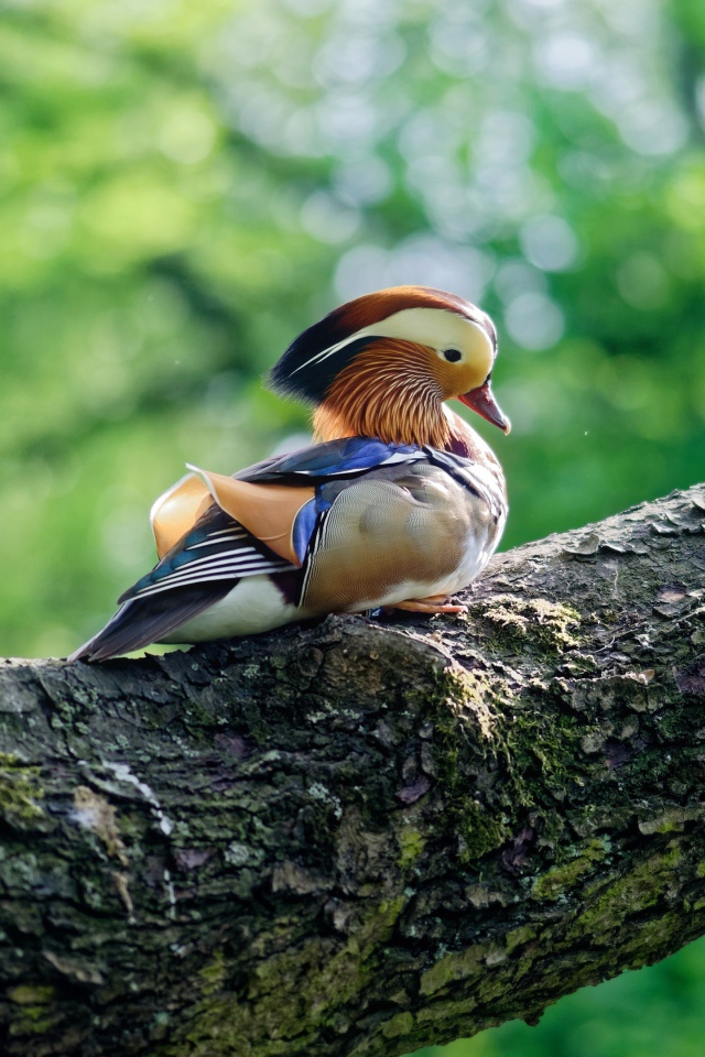 Маленькая уточка мандаринка сидит на дереве