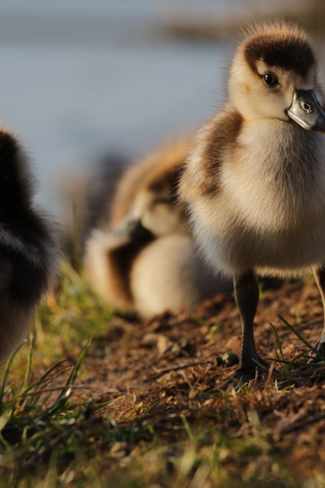 Маленькие утята на берегу озера