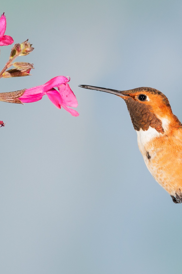 Little hummingbird bird collects nectar on pink flower