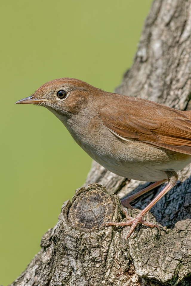 Маленький соловей сидит на дереве 