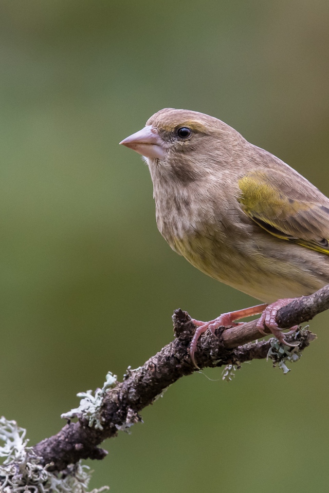 Маленький соловей сидит на ветке дерева крупным планом