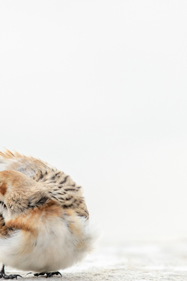 Маленький воробей на белом снегу