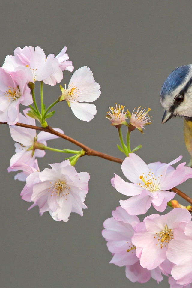 Маленькая синица сидит на ветке с цветами