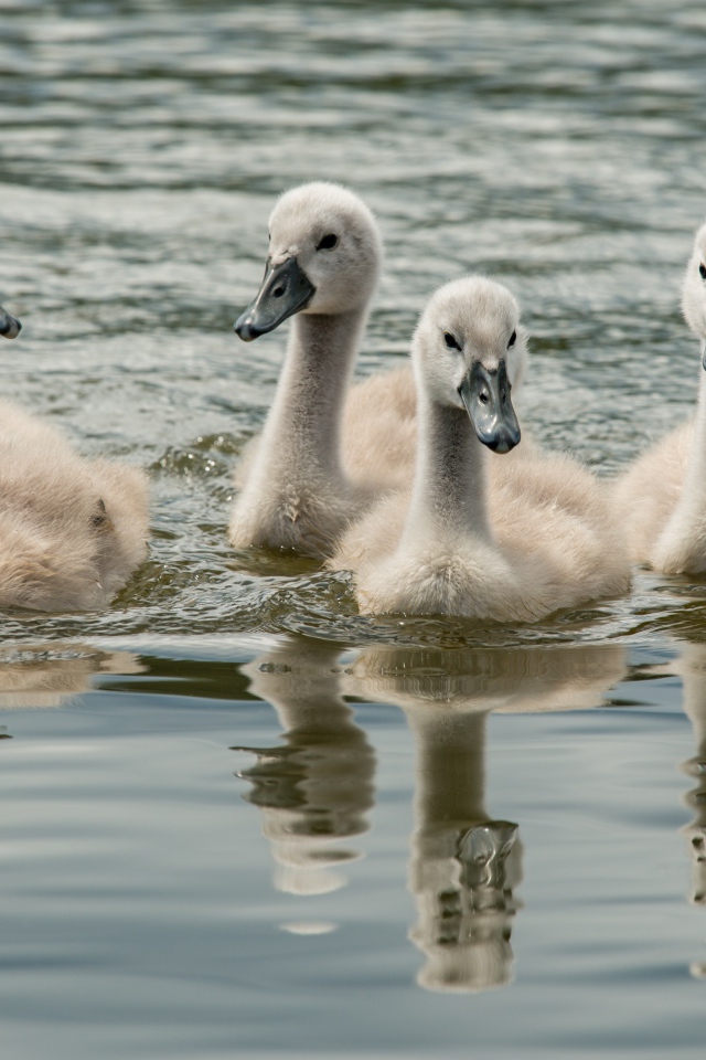 Маленькие дикие лебеди в воде 