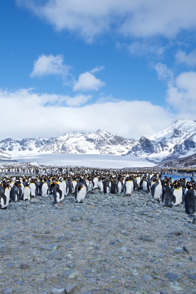 Много пингвинов на берегу на фоне заснеженных гор 