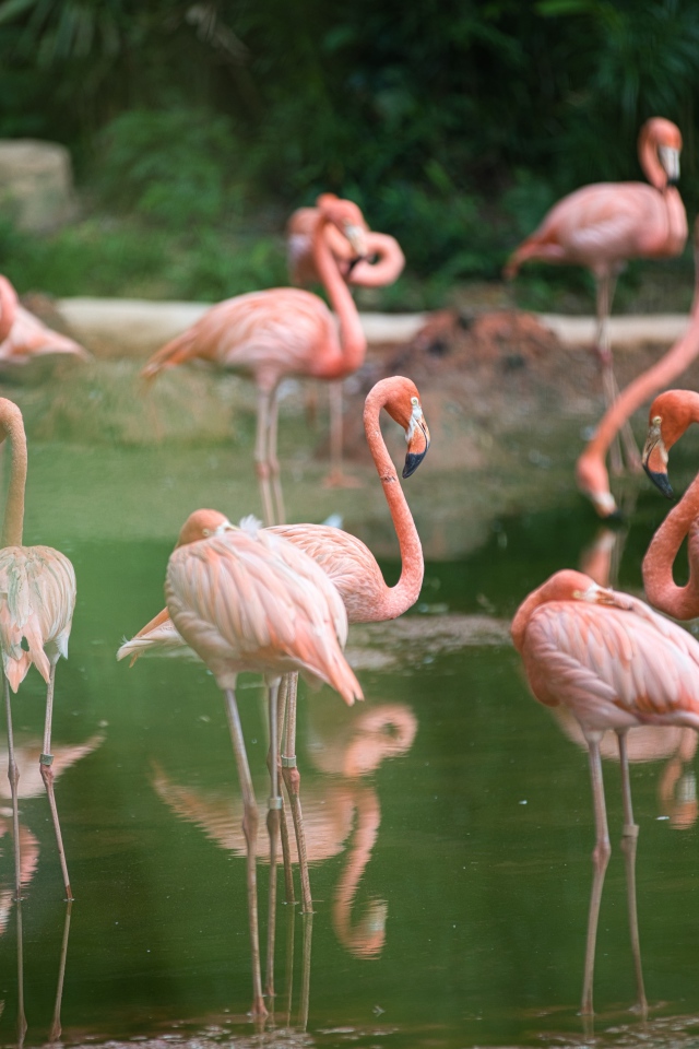 Много розовых фламинго  в воде в зоопарке 