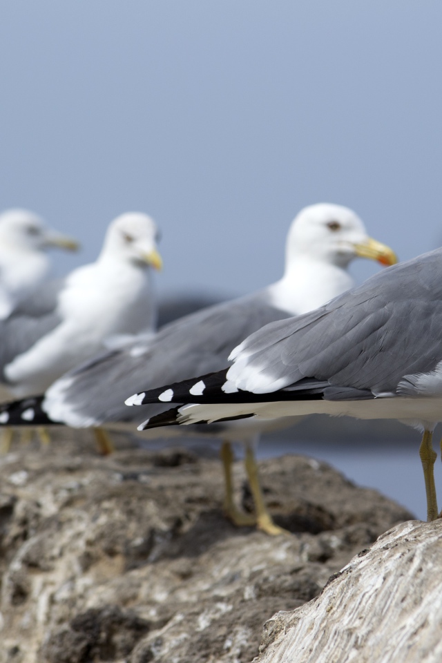 Много морских чаек сидит на камнях 