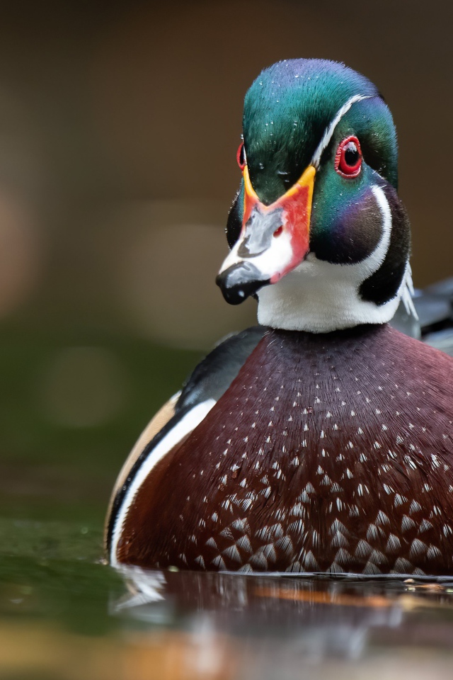 Разноцветная утка в воде 
