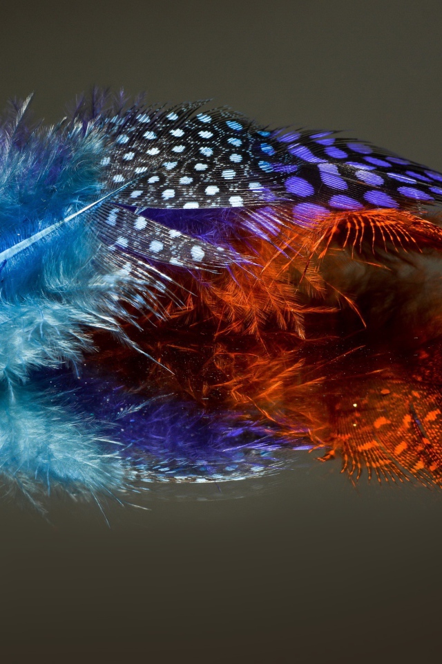 Разноцветные перья на сером фоне