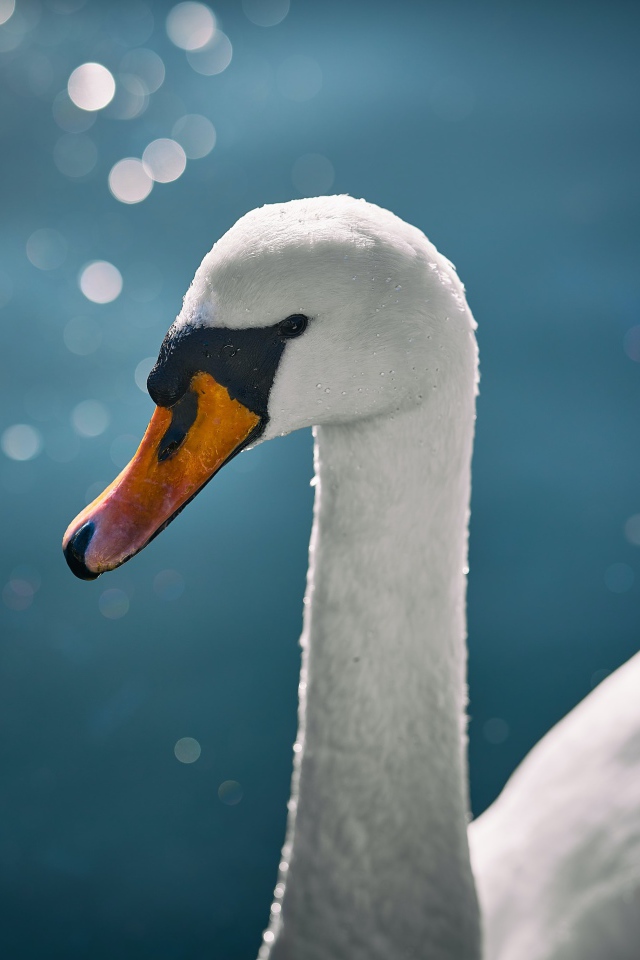 Оранжевый клюв белого лебедя крупным планом
