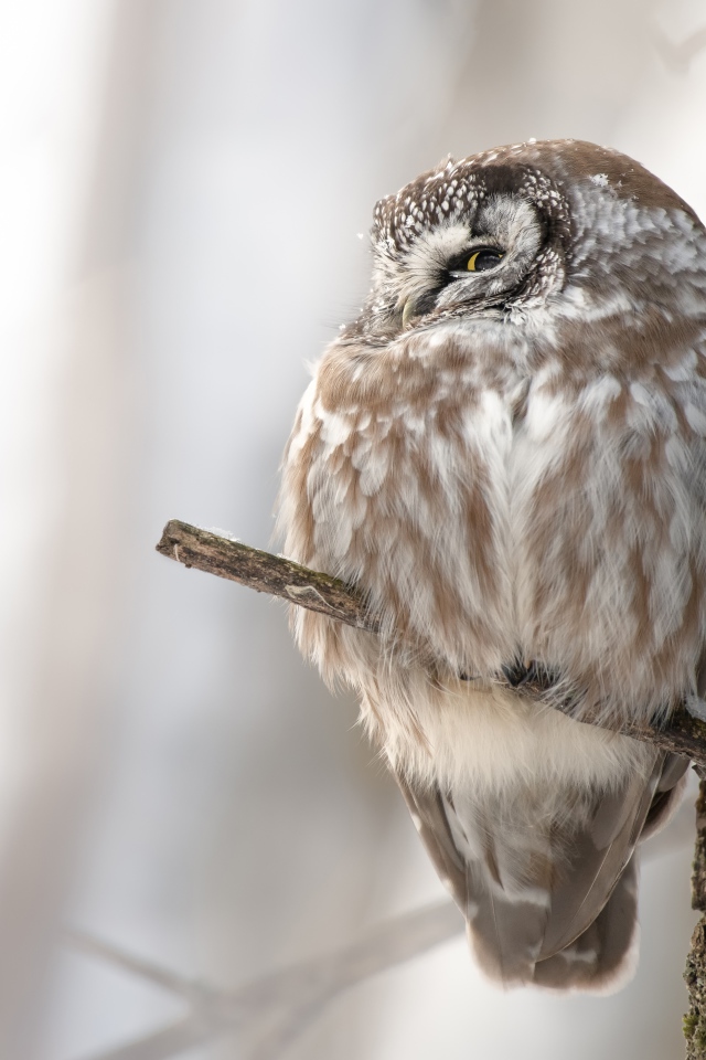 Owl sleeping on a tree branch
