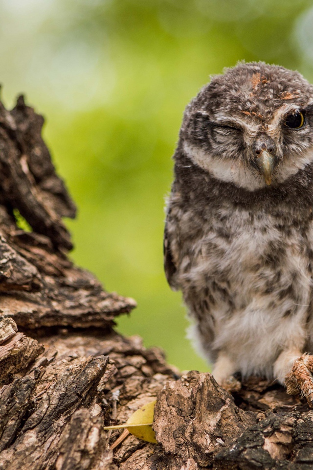 Сова подмигивает на дереве 