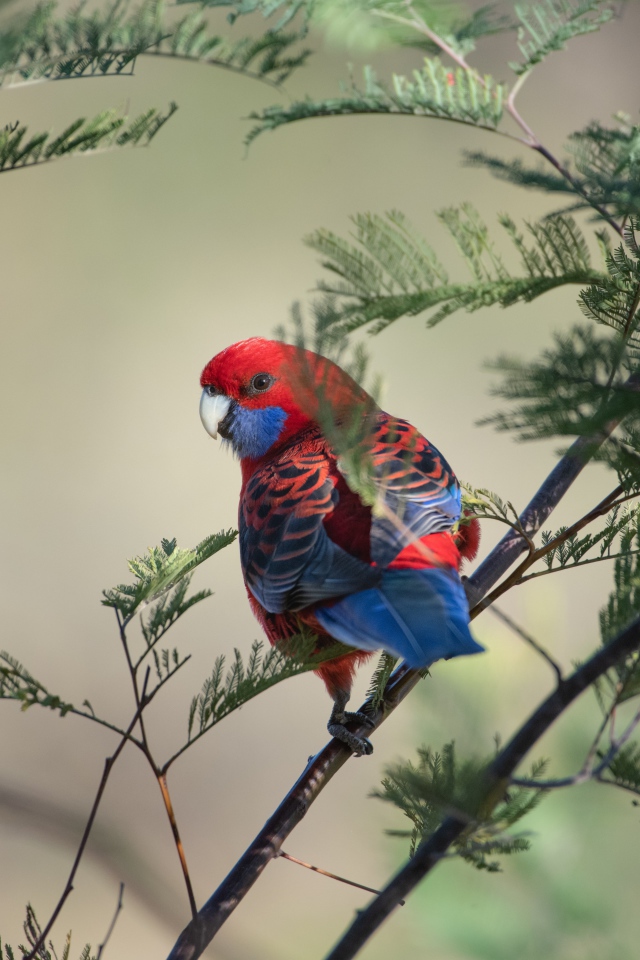 Попугай Красная розелла на ветке дерева