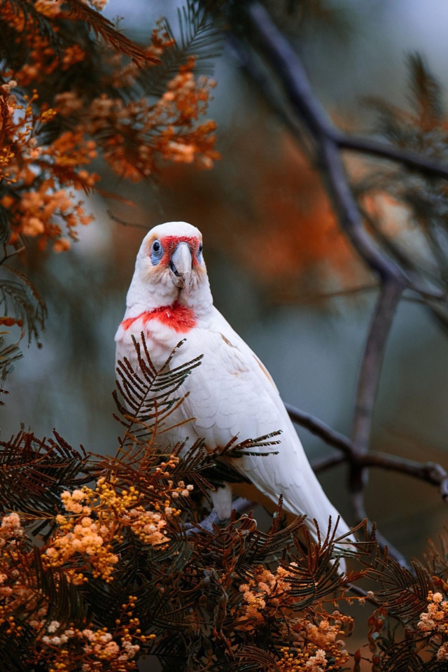 Попугай сидит на ветке туи 