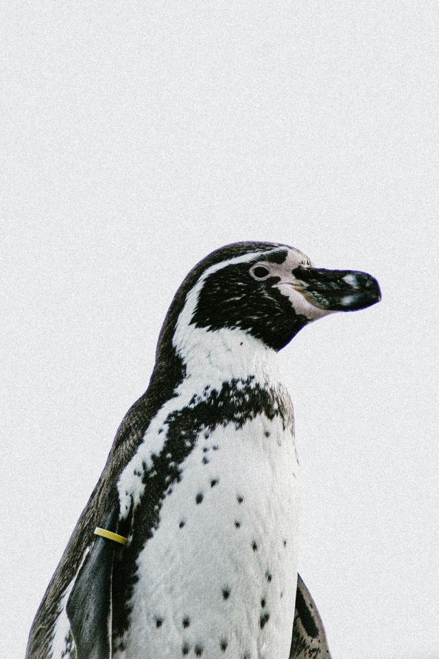 Пингвин на белом фоне крупным планом 
