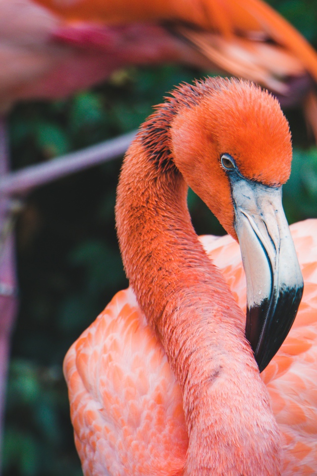 Розовый фламинго с длинным клювом крупным планом