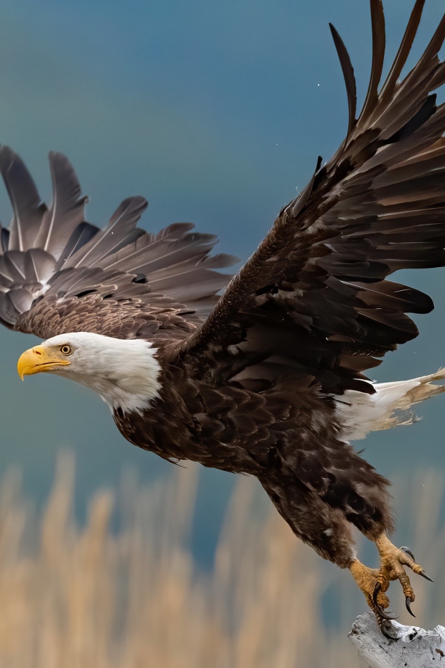 Хищный белоголовый орлан взлетает с ветки 