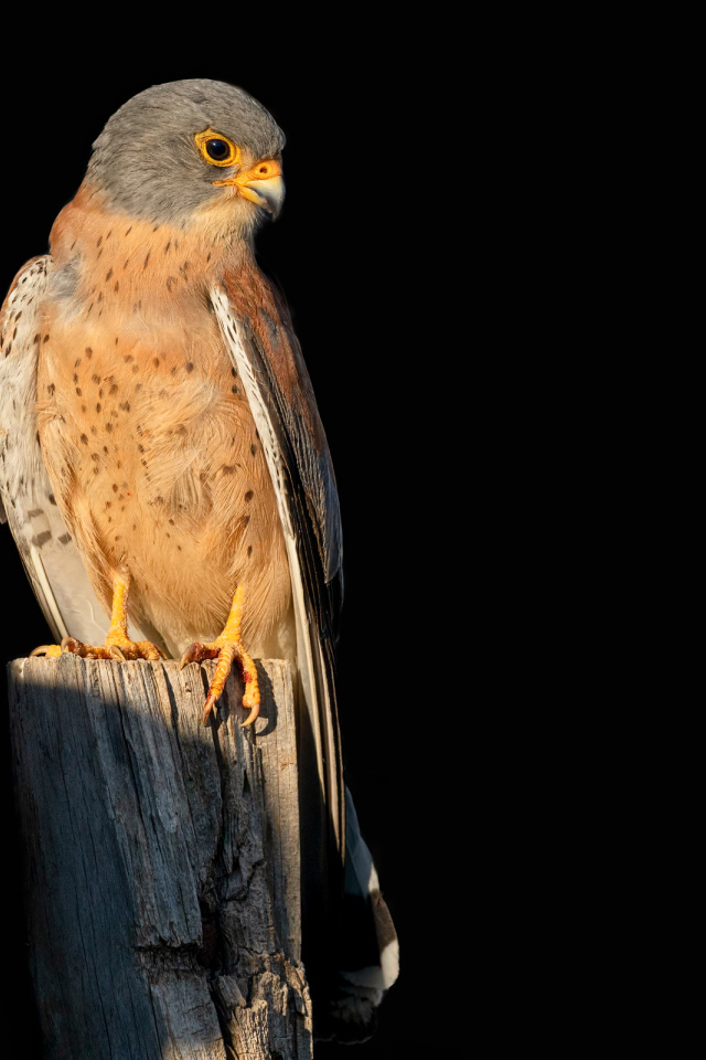 Хищный сокол сидит на сухом дереве на черном фоне