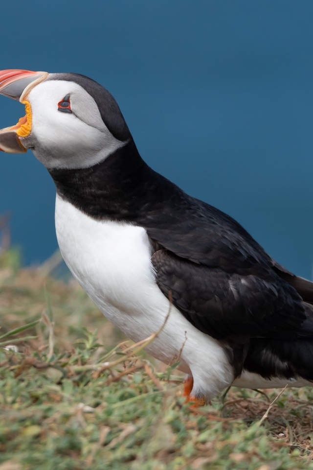 Тупик с открытым клювом на траве