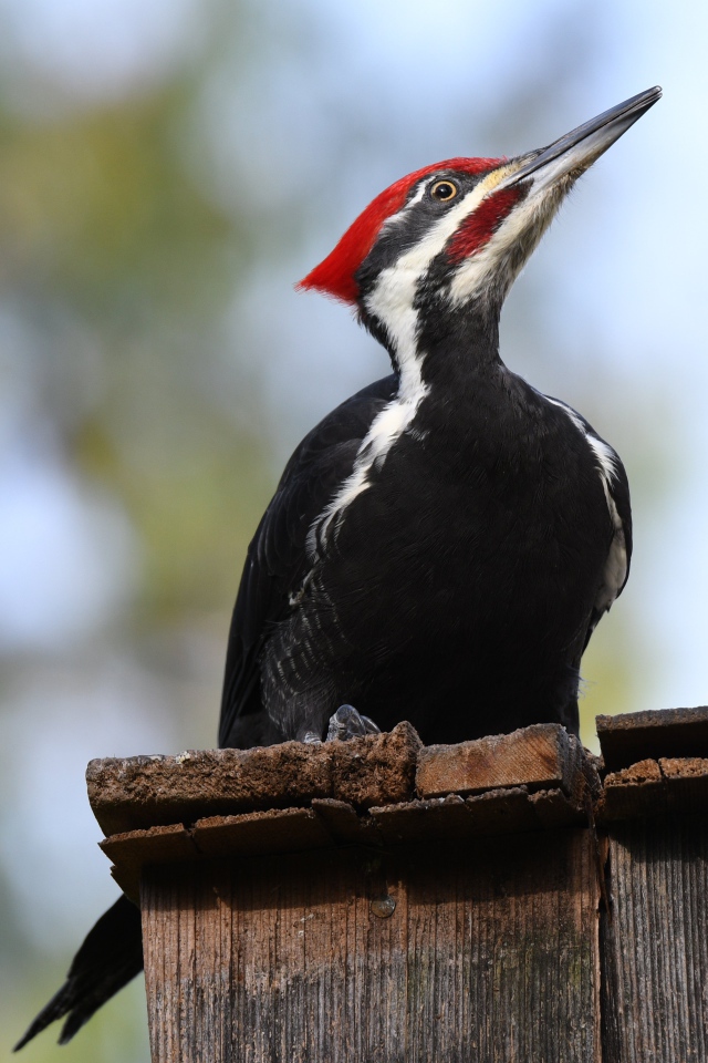 Красноголовый дятел сидит на заборе 