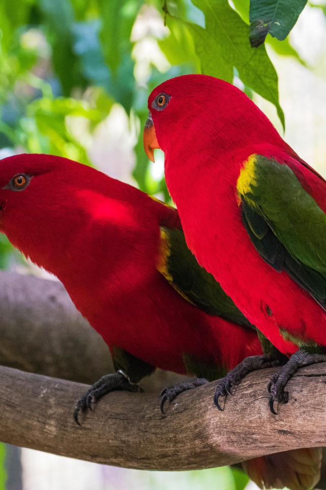 Red parrots are sitting on a branch under green leaves