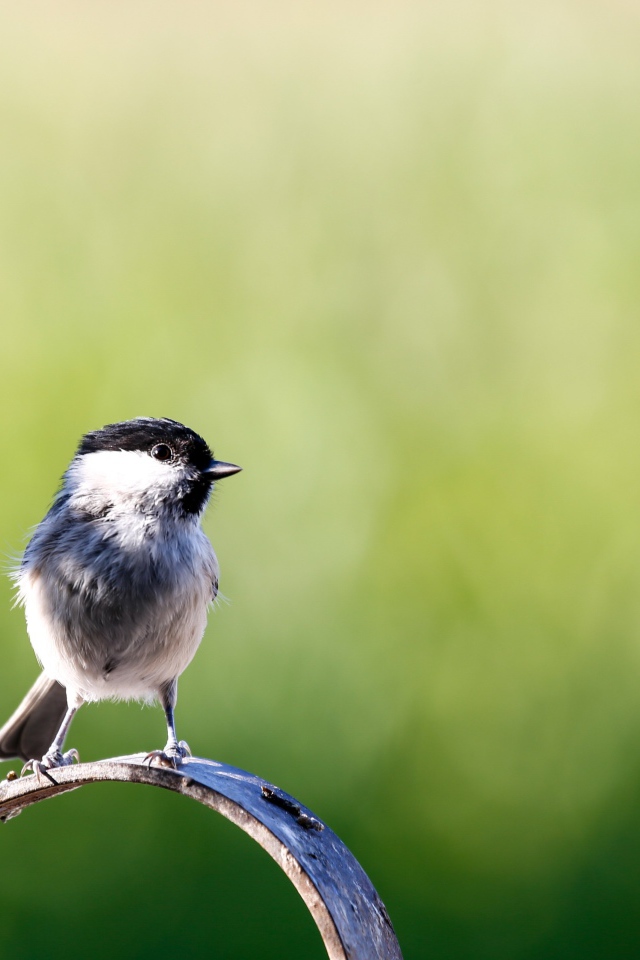 Маленькая птичка крупным планом