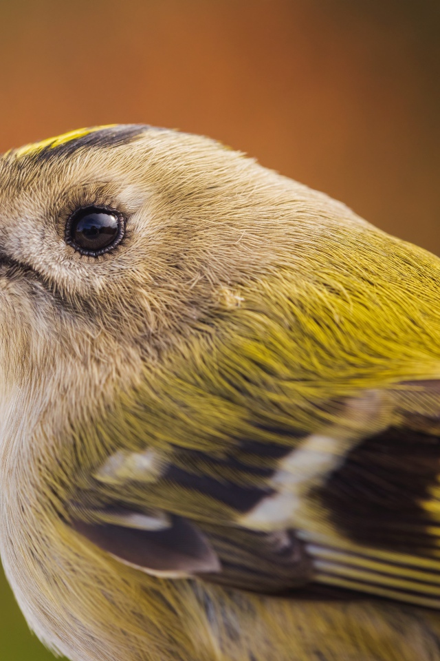 Маленькая птица дрозд крупным планом 