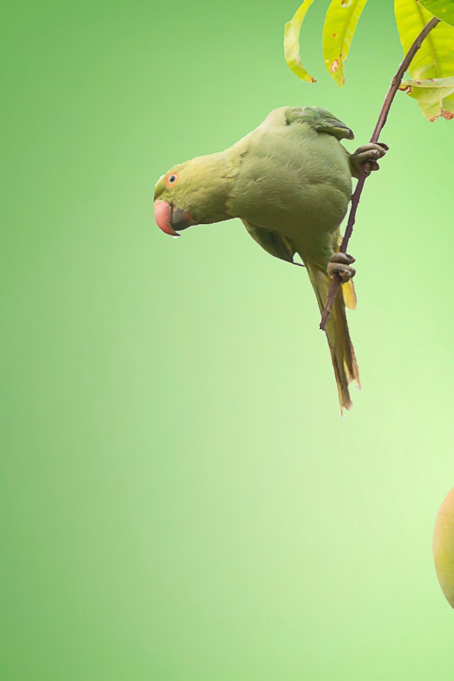 Маленький зеленый попугай сидит на ветке