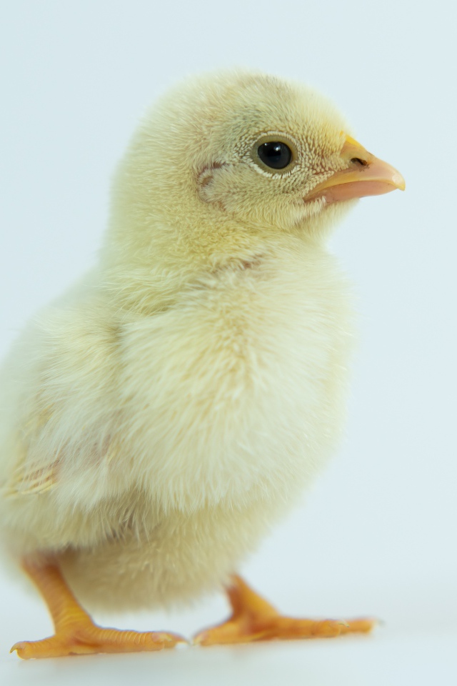 Маленький желтый цыпленок крупным планом