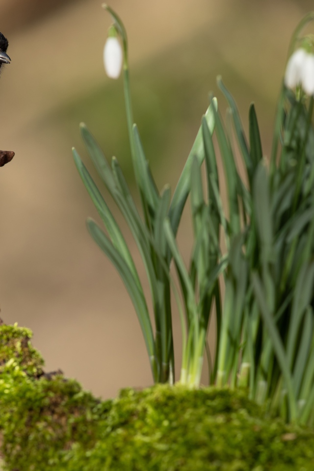 Воробей сидит на коряге у белых подснежников