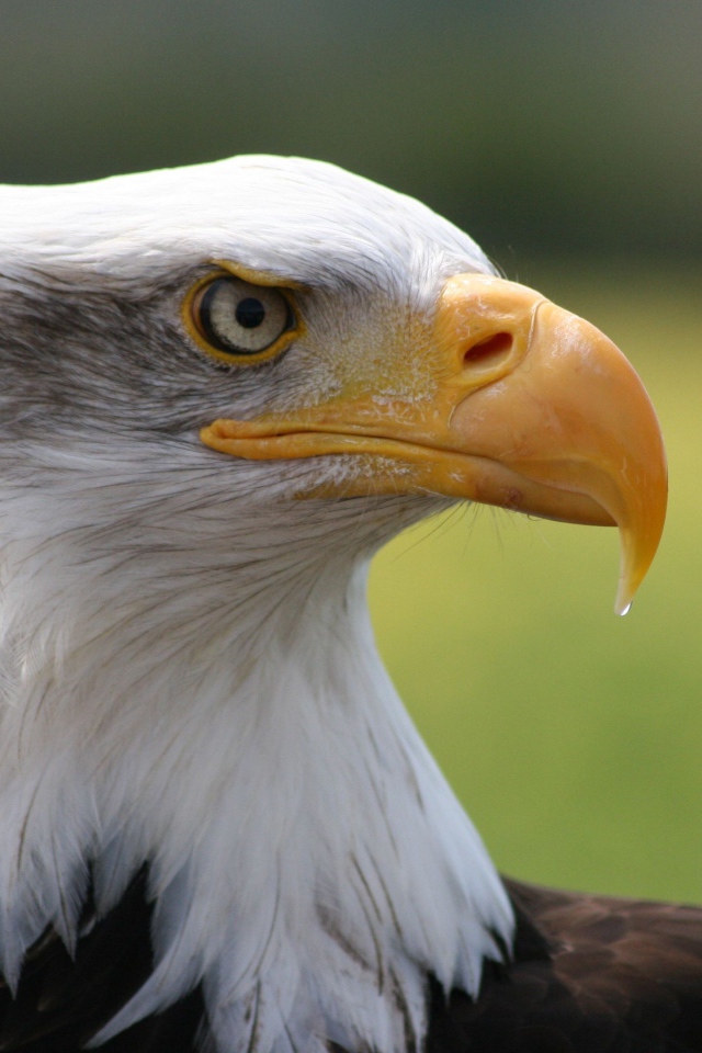 Острый клюв белоголового орлана 
