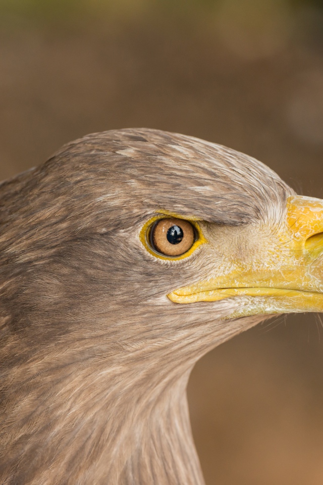 Острый клюв хищной птицы 