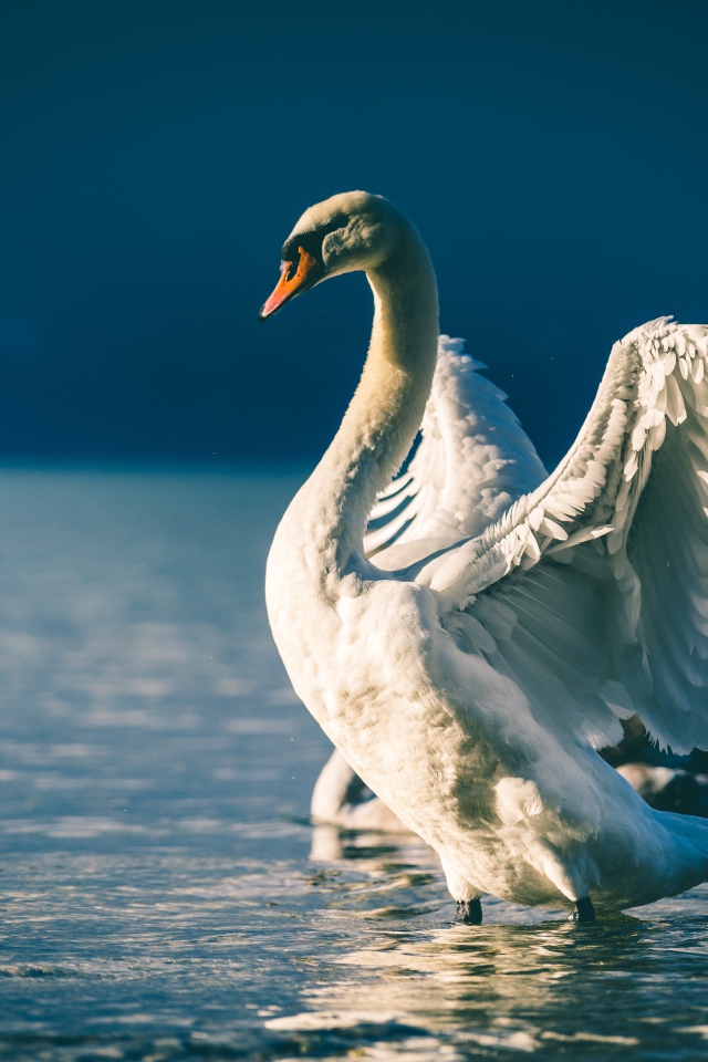 Лебедь расправил крылья в пруду 