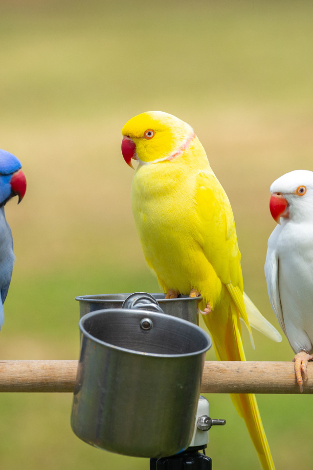 Три разноцветных попугая сидят на жердочке с едой 