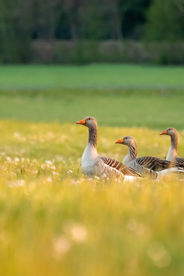 Три гусыни на зеленой траве
