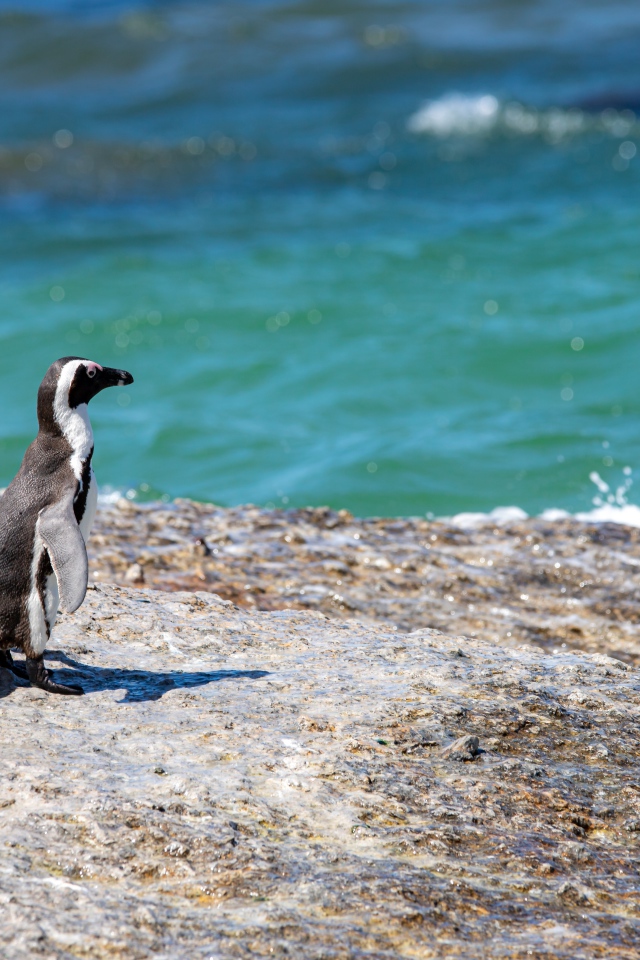 Три маленьких пингвина на камне у воды