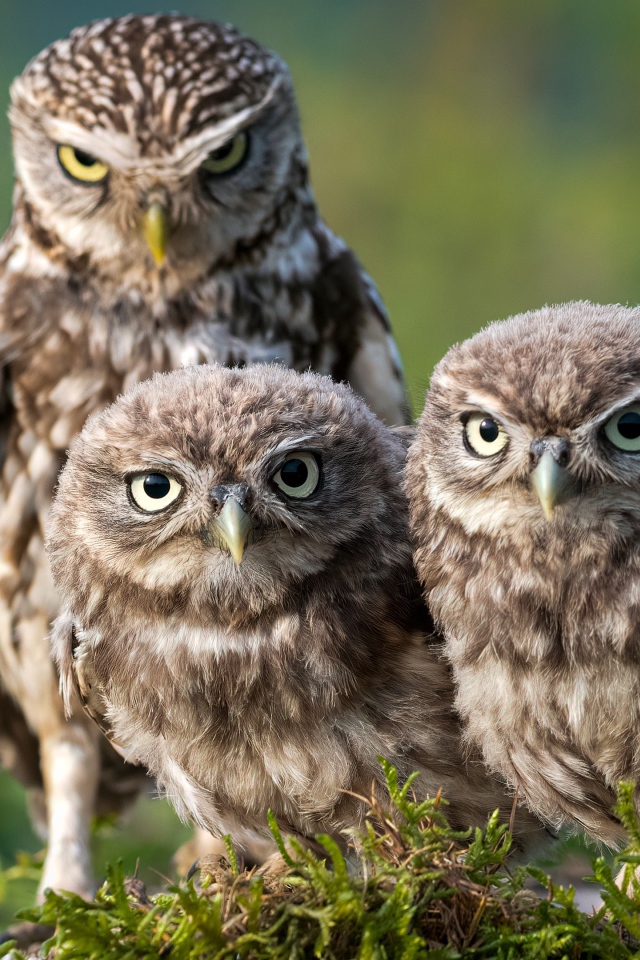 Три совы сидят на зеленой траве