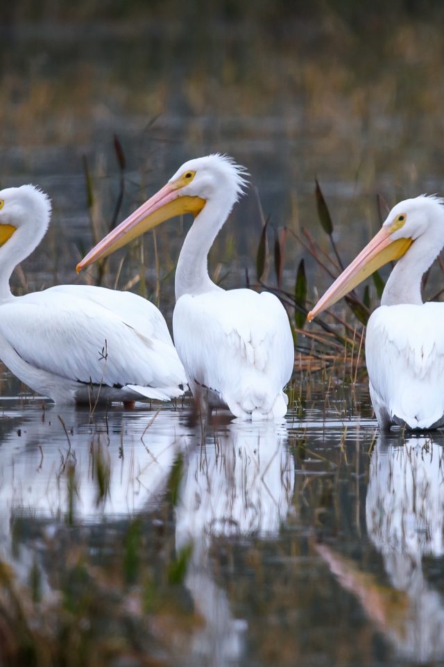 Три белых цапли охотятся в воде