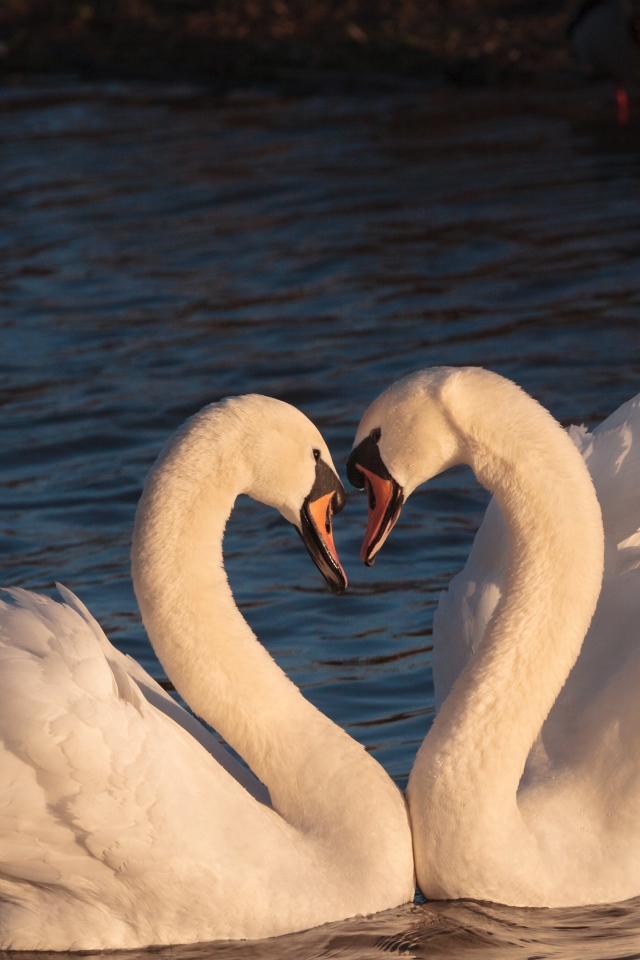 Два красивых влюбленных белых лебедя в воде 